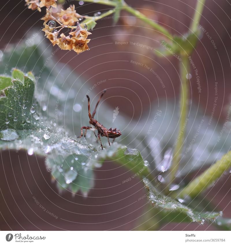 I am walking in the rain Stachelkäfer Käfer Brauner Stachelkäfer Blattkäfer Dicladispa testacea Sommerregen Insekt krabbeln Fühler Frauenmantel