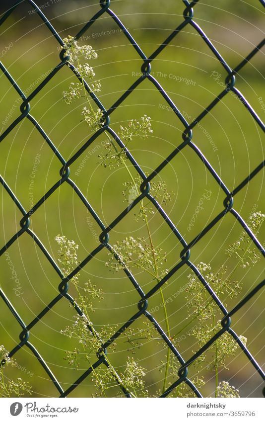 Maschendraht Zaun mit Blume Garten Grenze sommer Maschendrahtzaun Menschenleer Außenaufnahme Barriere Sicherheit Farbfoto Schutz Draht Drahtzaun Metall gefangen