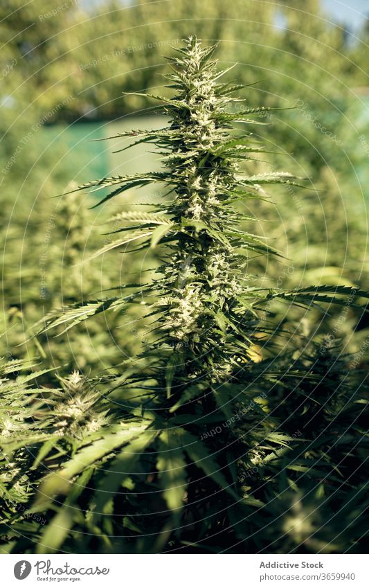 Wild wachsender Cannabis in der Natur Marihuana wild Blatt Pflanze grün natürlich Kraut Hanf Buchse Gras frisch Medizin Makro Botanik Wachstum Unkraut Sommer