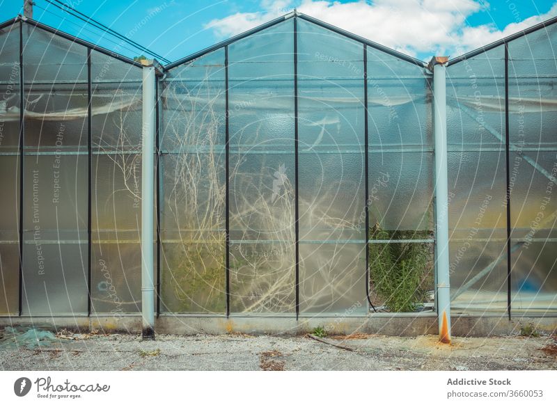 Schäbiges Glasgewächshaus im Garten Gewächshaus Außenseite Verlassen verwittert grün Botanik Wachstum getrocknet Flora alt Grunge natürlich Pflanze Wand schäbig