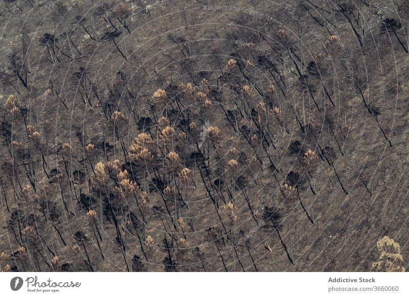 Verkohlte Bäume nach einem Waldbrand verkohlt Brandwunde Baum flau trocknen Natur zerstören Landschaft Desaster Ökologie Waldgebiet friedlich tagsüber Umwelt