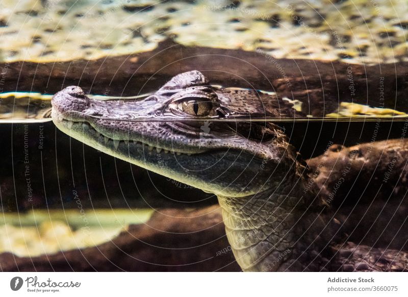 Alligator mit scharfen Zähnen schwimmt im Aquarium im Zoo Krokodil Wasser Raubtier heraussehen Fleischfresser Tier Kaltblütig stechend Reptil Windstille Kopf