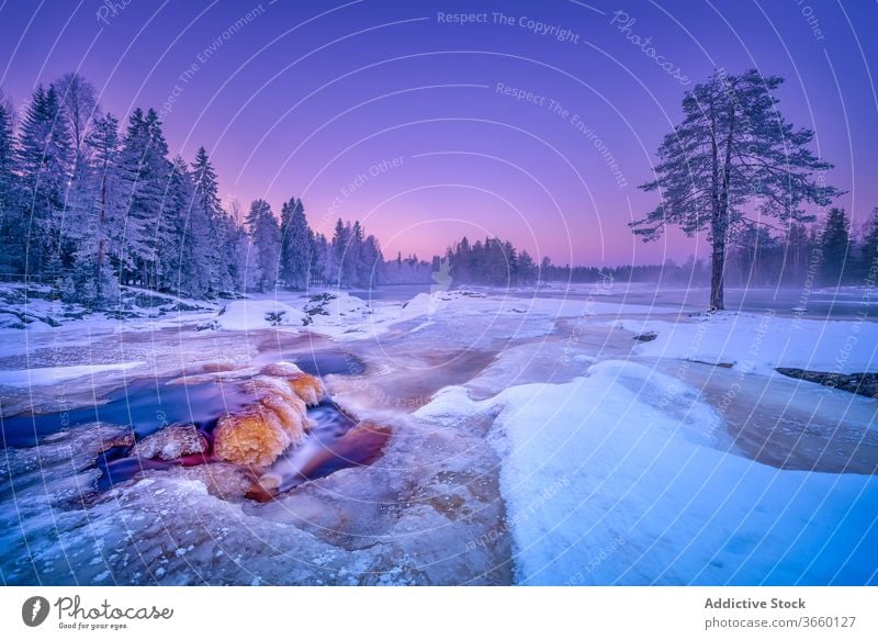 Malerischer violetter Sonnenuntergang im Winterwald Landschaft Wald Schnee purpur Natur gefroren Gelände erstaunlich kalt Frost malerisch ruhig Umwelt Abend