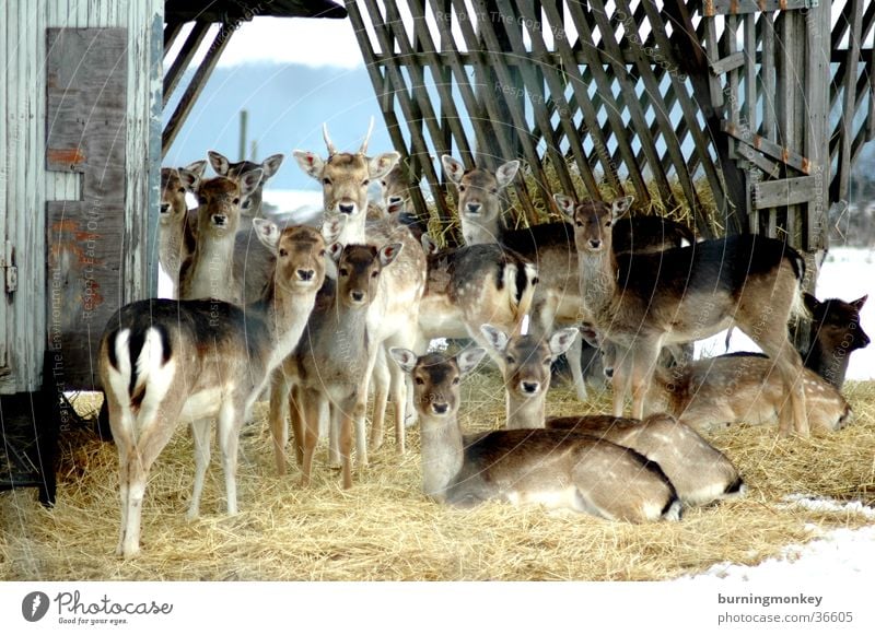 Bambi Reh Gehege Stroh Verkehr mehrere