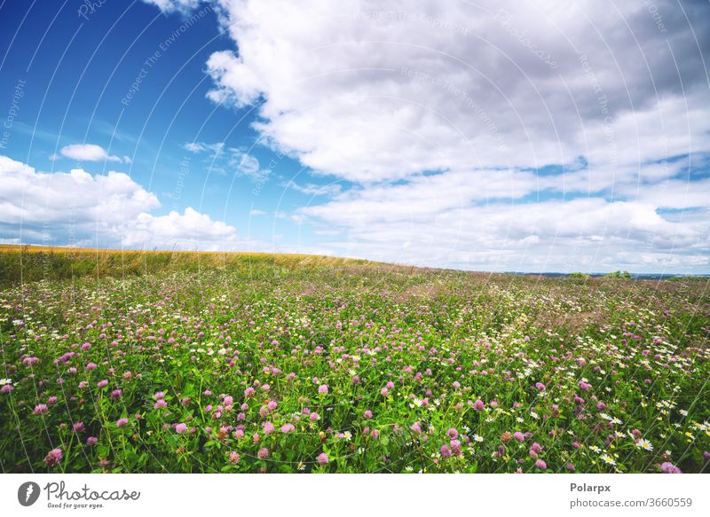 Kleefeld mit Wildblumen im Sommer Laubwerk ruhig Wachstum Szene Frische malerisch Farbe blau niemand purpur Blütezeit Tag Hintergrund rosa im Freien Land Umwelt