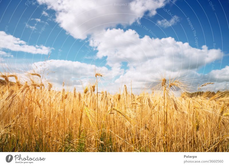 Goldenes Weizenkorn auf einem ländlichen Feld Landschaft kultivieren landwirtschaftlich natürlich trocknen Nahaufnahme schön Herbst Mais Sonnenuntergang