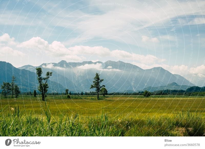 Wiese, Bäume und Berge im Murnauer Moos, blaues Land. Blaues Land wandern Ausflug Landschaft Natur Alpen Menschenleer Sommer Tourismus Berge u. Gebirge