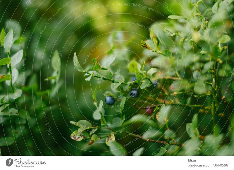 Wilde Blaubeeren im Wald wild Beeren lecker frisch Sommer Ernährung Ernte Natur Außenaufnahme Wildbeere reif Garten Frucht Obst grün wachsen