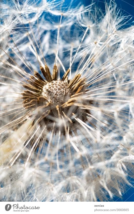 Makroaufnahme einer Pusteblume vor blauem Hintergrund Löwenzahn Blüte Sommer Frühling Garten weiß Leichtigkeit Löwenzahnsamen Himmel weich Natur Blume Wiese