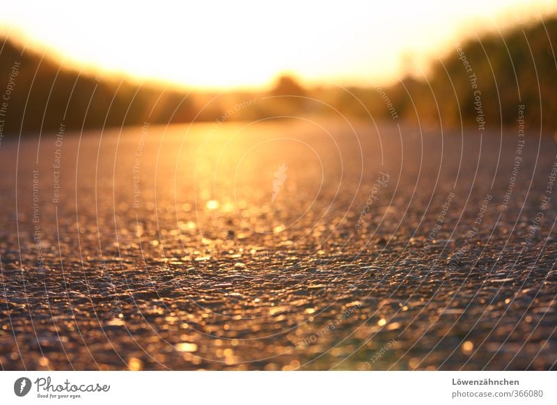 golden road to happiness Sommer Schönes Wetter Wärme Gras Feld Straße Wege & Pfade Fußweg leuchten glänzend hell gelb Stimmung Zufriedenheit Warmherzigkeit