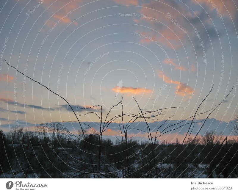 Eine Winter Landschaft in Sonnenuntergang. Auf dem blaue Himmel mit den bunten Wolken zeichnen stachelige Stängel eine dunkle Zeichnung. In unteren Teil des Bildes sieht man Schnee und dunkele Bäume ohne Laub.