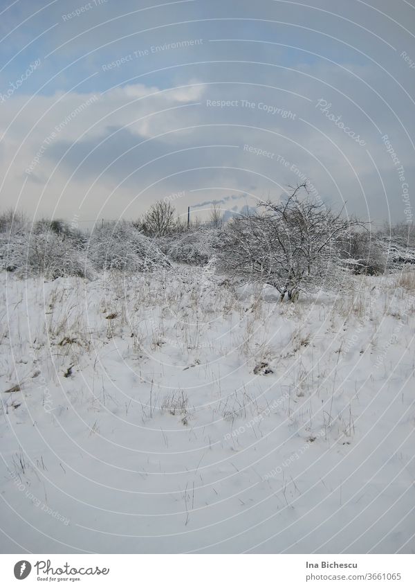 Eine Winterlandschaft in helle Töne mit wenige dunkle Farben. Der Boden, der Baum, die Sträucher in der Ferne sind mit Schnee bedeckt, auf dem Himmel hängen weiße und hell graue Wolken, aus dem Schnee ragen helle, dünne und trockene Pflanzen Stängel raus.