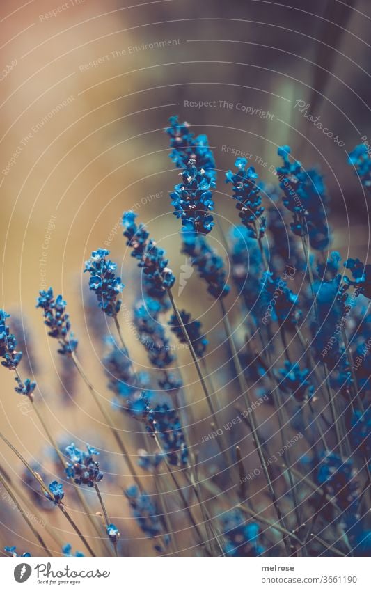 Lavendelblüten in BLAU Lifestyle Natur Pflanze Blüte Garten Hoffnung Perspektive Vergänglichkeit Farbfoto Außenaufnahme Nahaufnahme Detailaufnahme Menschenleer