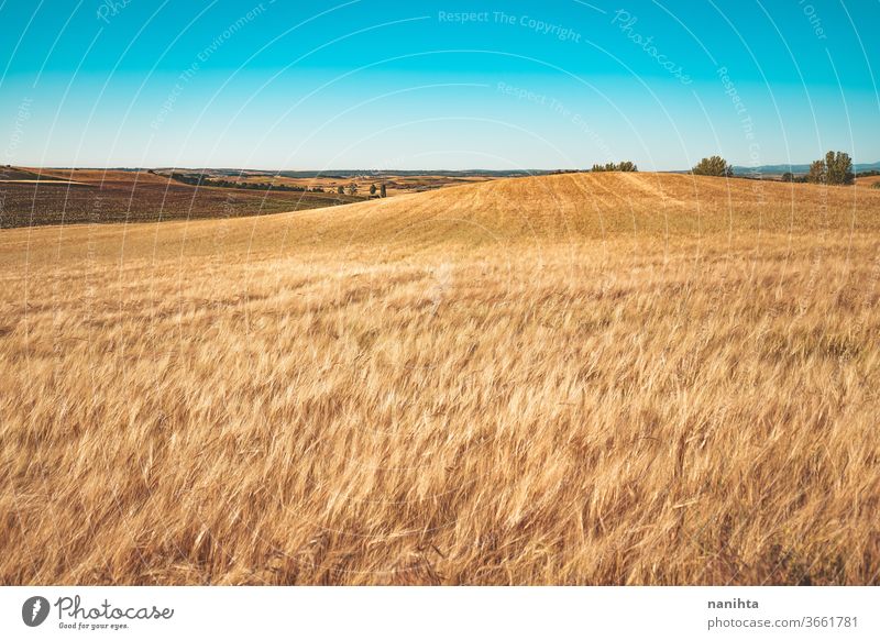 Goldene Getreidefelder in Spanien Feld Sommer Weg Landschaft Feldfrüchte Müsli Bauernhof ruhig Ort Stille Sonnenuntergang golden schön Natur natürlich im Freien