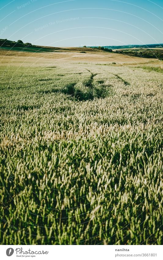 Grünweizenfeld Weizen grün Pflanze Detailaufnahme Feldfrüchte Müsli Bauernhof Biografie organisch gold golden Stunde Sonnenuntergang abschließen Makro