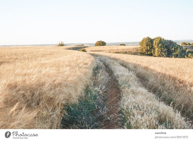 Goldene Getreidefelder in Spanien Feld Sommer Weg Landschaft Feldfrüchte Müsli Bauernhof ruhig Ort Stille Sonnenuntergang golden schön Natur natürlich im Freien