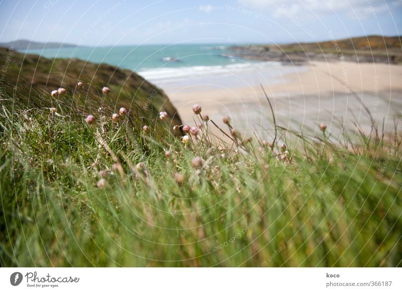 Wind und Meer Natur Landschaft Pflanze Sand Wasser Himmel Wolken Frühling Sommer Schönes Wetter Blume Gras Blüte Wiese Wellen Küste Strand Bucht Blühend