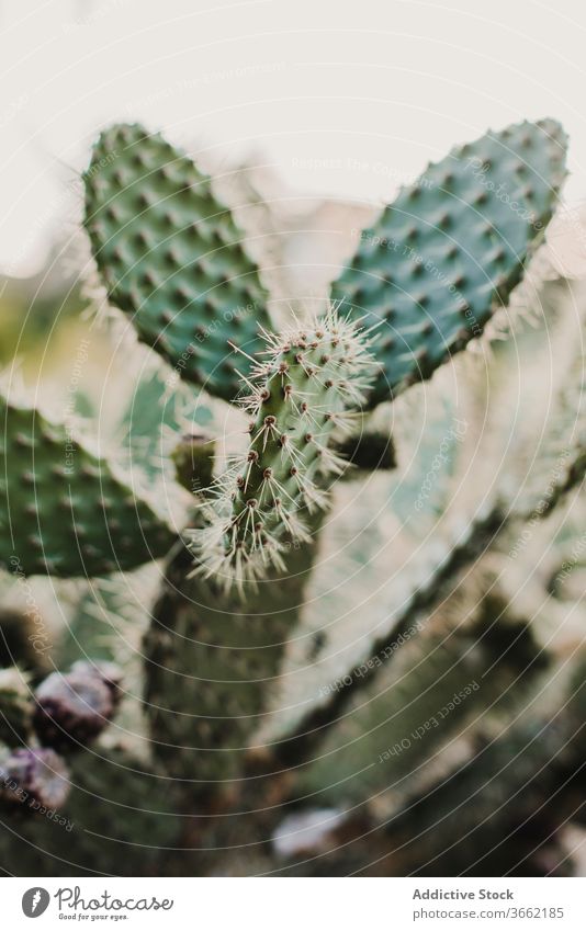 Exotische Opuntie-Pflanze mit blühenden Blüten Kaktus opuntia piecken Blütezeit Blume Botanik Flora Wachstum filigran Gewächshaus Garten frisch Natur vegetieren