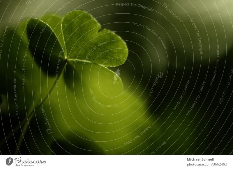 Makroaufnahme einer Kleeblattpflanze Glück grün Pflanze Farbfoto Natur Glücksbringer Detailaufnahme Schwache Tiefenschärfe Sommer Grünpflanze