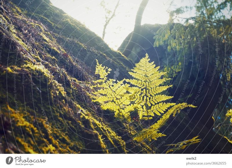 Farnfarbe Umwelt Natur Landschaft Echte Farne Pflanze Schönes Wetter Baum Sträucher Wald Wachstum grün Waldrand Waldlichtung friedlich Idylle ruhig Farbfoto