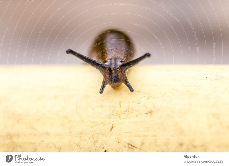 Dreimeterachzig Hindernislauf Schnecke Nacktschnecken Farbfoto Makroaufnahme schleimig Nahaufnahme Außenaufnahme langsam Fühler Schleim Weichtier Natur Tier