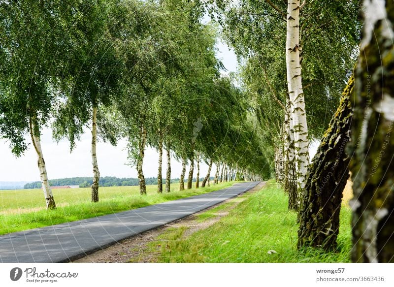 Birkenallee im irgendwo Birkenweg baumgesäumt Radweg Sommer Baum Wege & Pfade Außenaufnahme Landschaft Straße Menschenleer Tag Farbfoto grün Gras Birkenstämme