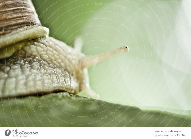 casting a glance Frühling Schönes Wetter Tier Schnecke 1 außergewöhnlich exotisch frech Freundlichkeit klein lustig nah natürlich Neugier schleimig grün Freude