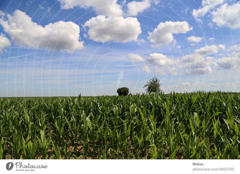 Grünes Kornfeld vor blauem Himmel mit weißen Wolken Ackerbau Feld grün Landschaft Natur Mais Landwirtschaft Sommer Bauernhof Ackerland ländlich Saison Ernte