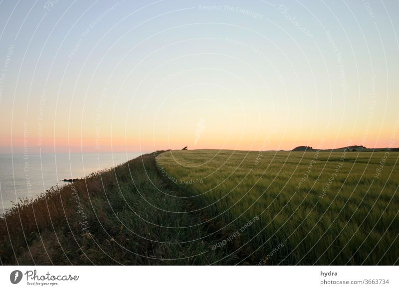 Abendstimmung nach Sonnenuntergang im Kornfeld am Meer Abenddämmerung Himmel Blauer Himmel blaue Stunde Getreidefeld Feld Feldrand Hügel Horizont Ruhe Erhohlung