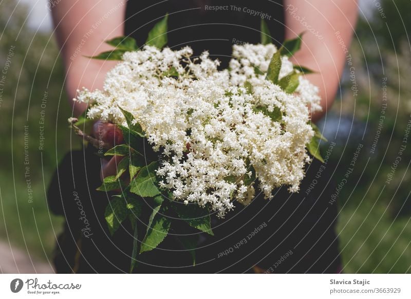 Frau hält einen Strauss Holunderblüten in der Hand Aktivität Korb Blütezeit Ast Buchse sammelnd Herzlich essbar Holunderbusch Holunderbeeren Blume Wald duftig