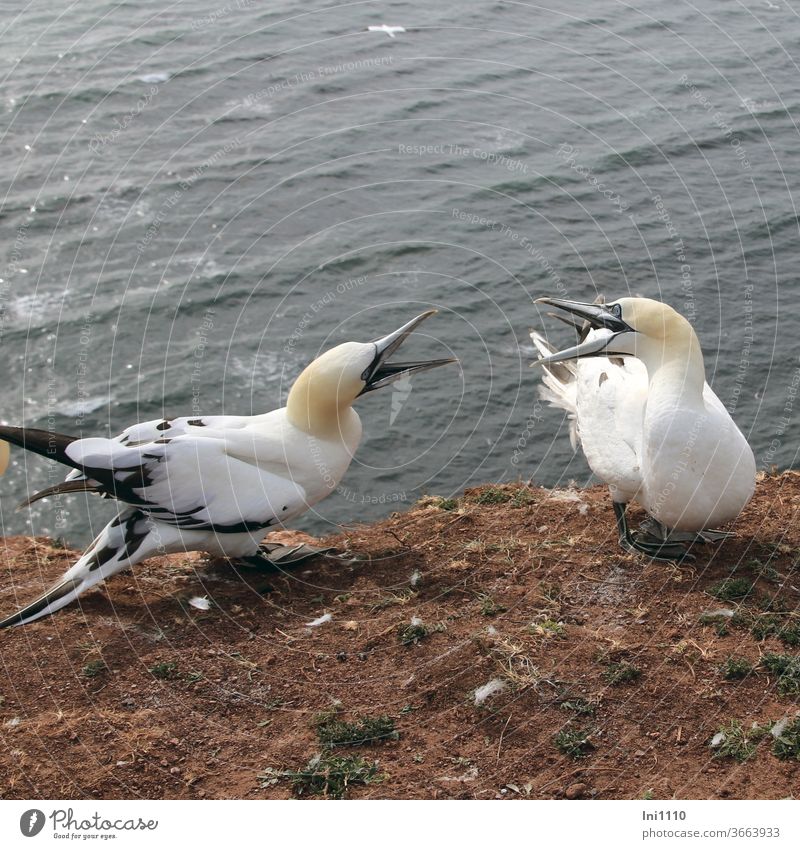 streitende halbwüchsige Basstölpel auf dem roten Felsen von Helgoland Vogel roter Felsen Felskante Seevogel Jungtiere zanken Platzverteidigung Insel Helgoland