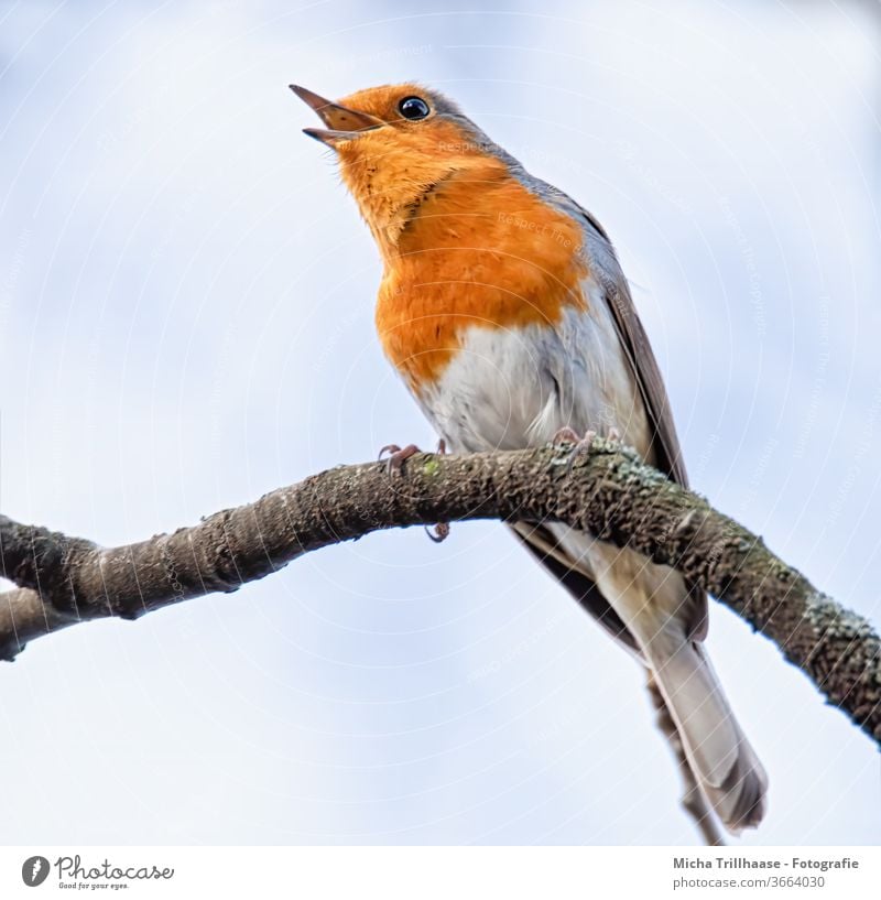 Singendes Rotkehlchen Erithacus rubecula Tiergesicht Kopf Schnabel Auge Feder gefiedert Flügel Krallen Vogel Wildtier Ast Baum Schönes Wetter Sonnenlicht Himmel