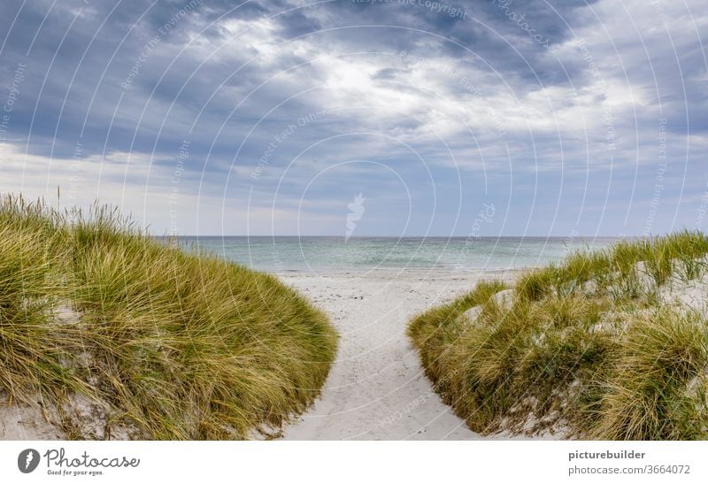 Durch die Dünen an den Strand und dann ins Meer Wolken Weg Sand Gras Zugang Durchgang Küste Himmel Außenaufnahme Natur Dünengras Landschaft Farbfoto Tag