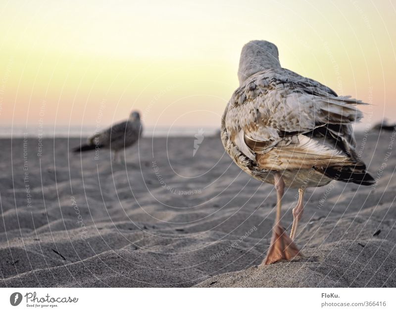 Duell am Strand Ferien & Urlaub & Reisen Ausflug Ferne Sommerurlaub Meer Sand Wolkenloser Himmel Schönes Wetter Küste Tier Wildtier Vogel Flügel 2 gehen Möwe