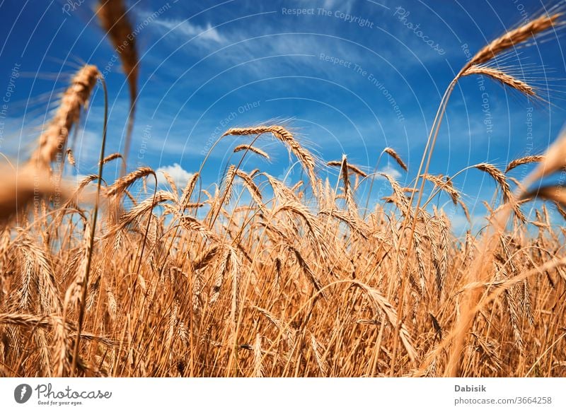 Roggenohren schließen sich. Roggenfeld an einem Sommertag. Ernte-Konzept Feld Korn Ohr Weizen golden Bauernhof gelb Müsli reif Ackerbau Gerste Landschaft Samen