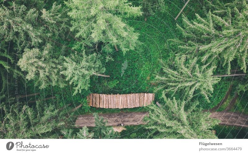 Stapelverarbeitung Wald Waldboden Waldlichtung Waldrand Waldspaziergang Waldsterben Waldstimmung Waldwiese Holz Holzbrett Holzplatte Holzwand Holzpfahl