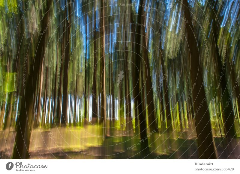 Achtung: Farben nicht hitzebeständig Umwelt Natur Landschaft Pflanze Sommer Schönes Wetter Baum Sträucher Wald Bewegung außergewöhnlich fantastisch hässlich