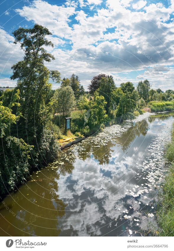 Fließend Umwelt Natur Landschaft Pflanze Baum Sträucher Bach ruhig Idylle Windstille friedlich Wasser Wasseroberfläche Deutschland Farbfoto Außenaufnahme