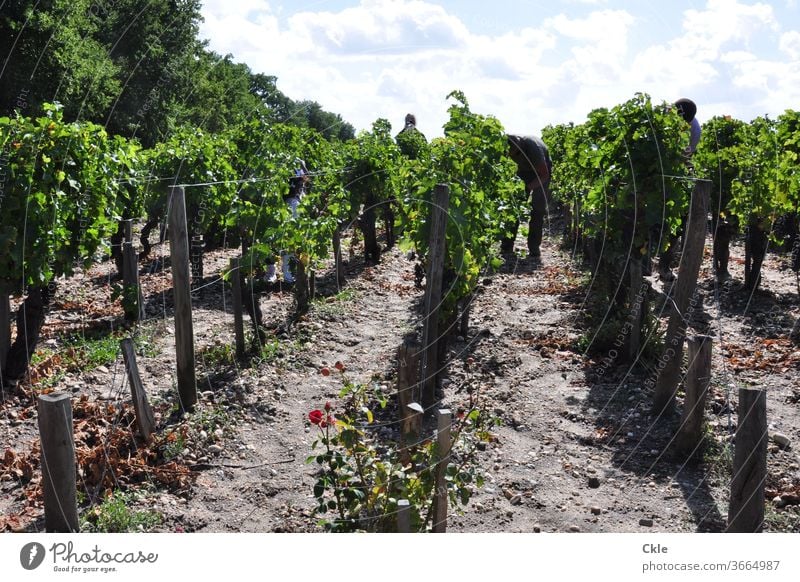 Arbeiter im Weinberg eines Grand Cru Château, Pauillac, Bordelais Grüne Lese Ernte Reben Weinreben Rebenlese Grand Cru Classe Bordeaux Luxus schuften