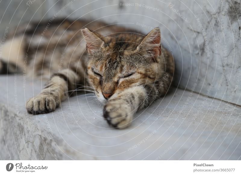 Katze beim Mittagschlaf Haustiere Fell Ein Tier im Freien Mittagschlaf, schlafen, Säugetier, Entspannen,