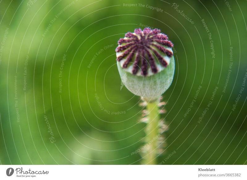 Mohnkapsel mit lila Pollen und grünverschwommenem Hintergrund Blüte Blütenstempel Blume Detailaufnahme Makroaufnahme Pflanze Natur Farbfoto Außenaufnahme Sommer