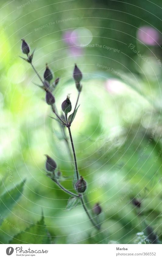 Lichtnelke. Eine Begegnung. Sommer wandern Natur Pflanze Schönes Wetter Blume Blüte Wildpflanze Wiese Wald Tübingen Deutschland frisch natürlich schön grün