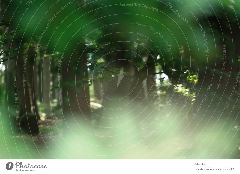 Waldgeheimnis geheimnisvoll Sommerwald anders sommerlich versteckt undurchschaubar mysteriös verzaubert Waldlichtung Nachmittagssonne Lichtstimmung Waldrand