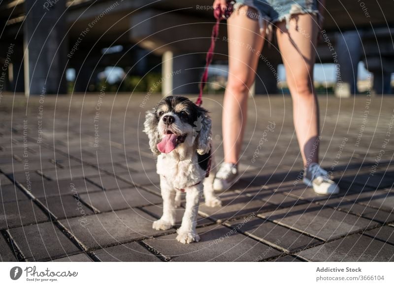 Anonyme Dame mit American Cocker Spaniel an der Leine Frau Spaziergang Hund Reinrassig gehorsam Eckzahn Freund anleinen Straßenbelag