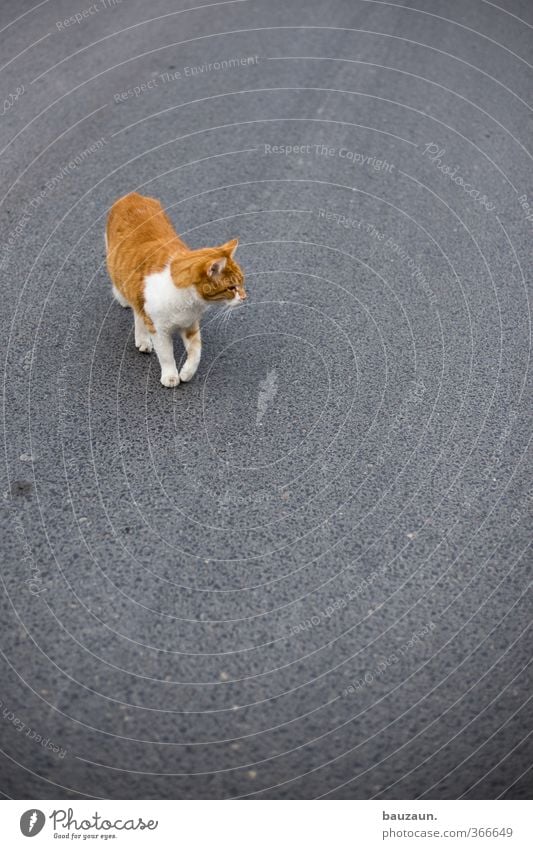 on the road. Verkehr Straße Wege & Pfade Haustier Katze 1 Tier beobachten gehen laufen grau rot weiß vernünftig gefährlich Abenteuer Bewegung Lebensfreude