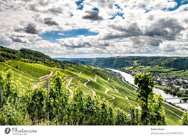 schlaraffenland | für weinkenner und -liebhaber Landwirtschaft Feldarbeit Jahreszeiten Freiheit Weintrauben Ferien & Urlaub & Reisen Ausflug Schönes Wetter