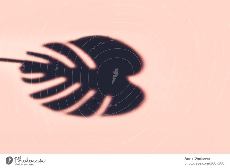 Monstera-Blattschatten Fensterblätter tropisch Pflanze Schatten Laubwerk Natur Sommer exotisch Blätter sehr wenige Silhouette Hintergrund natürlich abstrakt