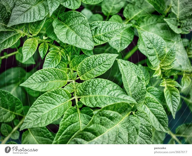 marabel, die alleskönnerin Kartoffel Pflanze Lebensmittel Gemüse frisch grün pflanzen wachsen Knolle Ernährung Selbstversorger Garten Gesunde Ernährung