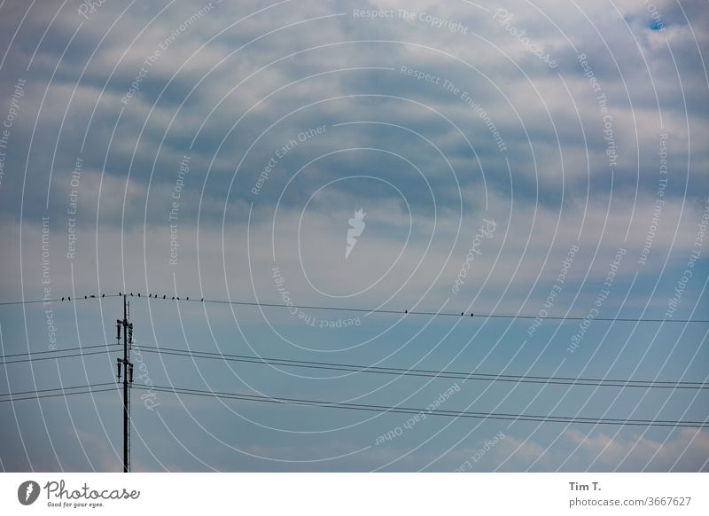 Birds birds Vogel Tier powerline Himmel animal animals Natur Außenaufnahme Stromleitung Brandenburg prignitz Oberleitung Farbfoto Lebensraum