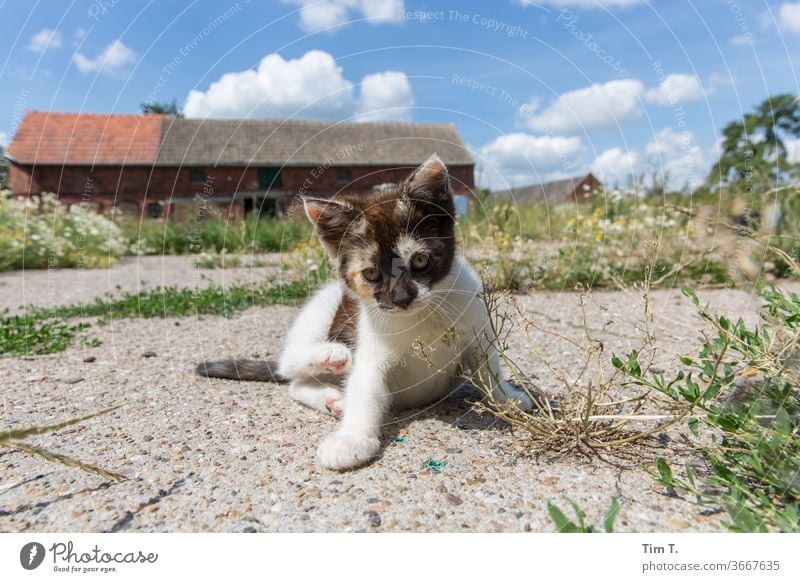 Bauernhof Katzenbaby Cat Hauskatze cat Säugetier Fell Auge Tier mietzi schurrhaare Farbfoto kitten Haustier Schnurrhaar rot Nase Profil Katzenauge Tierporträt